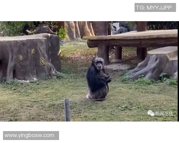 黑猩猩踢足球展现惊人技巧引发全球热议与关注